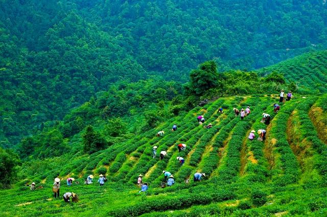 享誉世界的意思，蜚声世界的意思（农耕文化之光闪耀青山绿水间——记我国加强全球重要农业文化遗产保护传承发展）