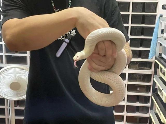 白色皮包脏了怎么清洗小妙招，真皮包脏了怎么清洗妙招（3年，我靠养蛇月入十万）