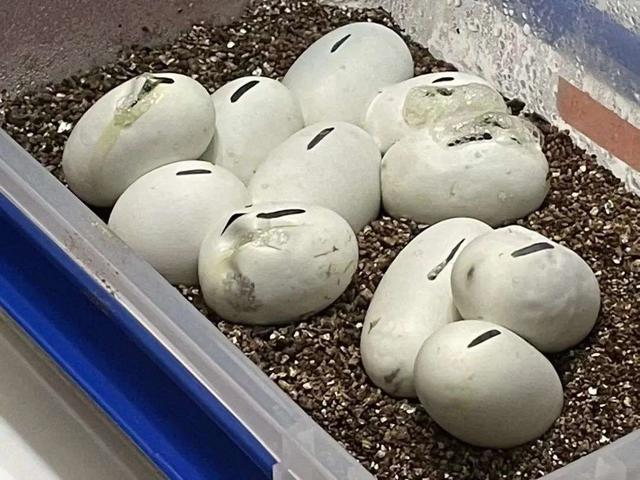 3年「没上班」，我靠养蛇月入十万