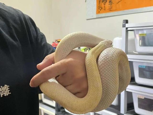 白色皮包脏了怎么清洗小妙招，真皮包脏了怎么清洗妙招（3年，我靠养蛇月入十万）