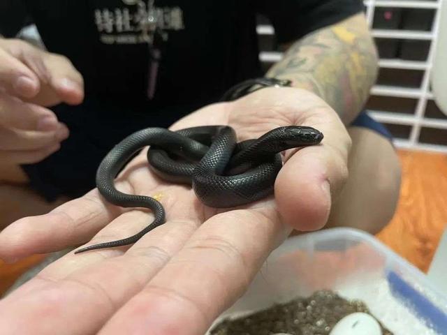 3年「没上班」，我靠养蛇月入十万