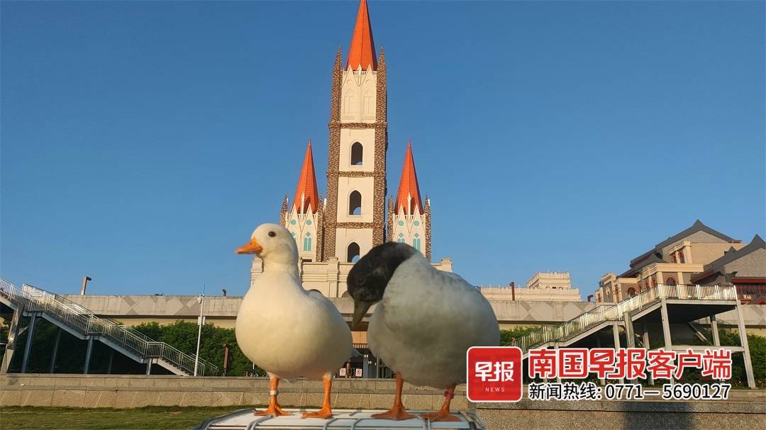 芦丁鸡寿命是几年，芦丁鸡可以吃吗（南宁越来越多人入了这个“坑”）