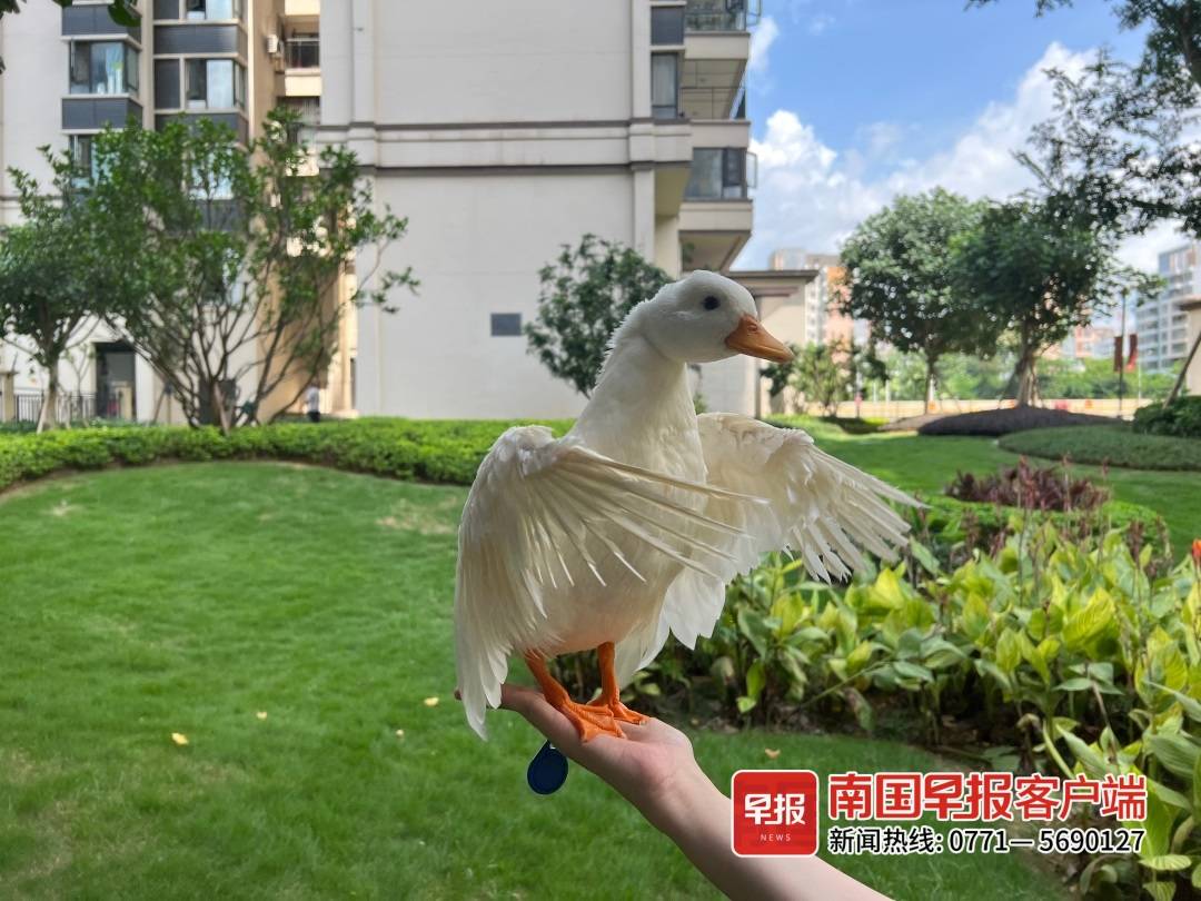 芦丁鸡寿命是几年，芦丁鸡可以吃吗（南宁越来越多人入了这个“坑”）