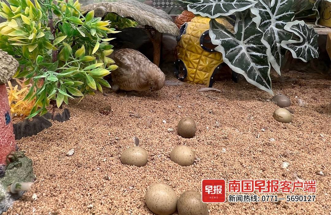 芦丁鸡寿命是几年，芦丁鸡可以吃吗（南宁越来越多人入了这个“坑”）