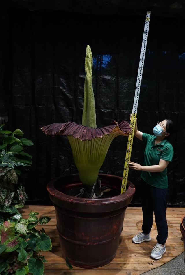 植物智慧是哪个国家的品牌呢，植物智慧是哪个公司的（新华全媒+丨神奇植物又开花）