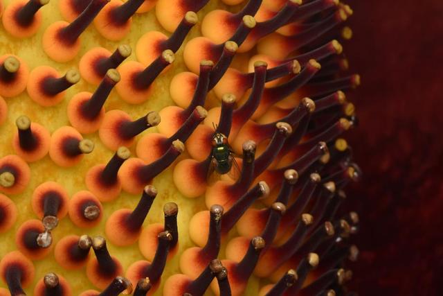 植物智慧是哪个国家的品牌呢，植物智慧是哪个公司的（新华全媒+丨神奇植物又开花）