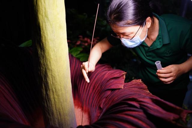 植物智慧是哪个国家的品牌呢，植物智慧是哪个公司的（新华全媒+丨神奇植物又开花）