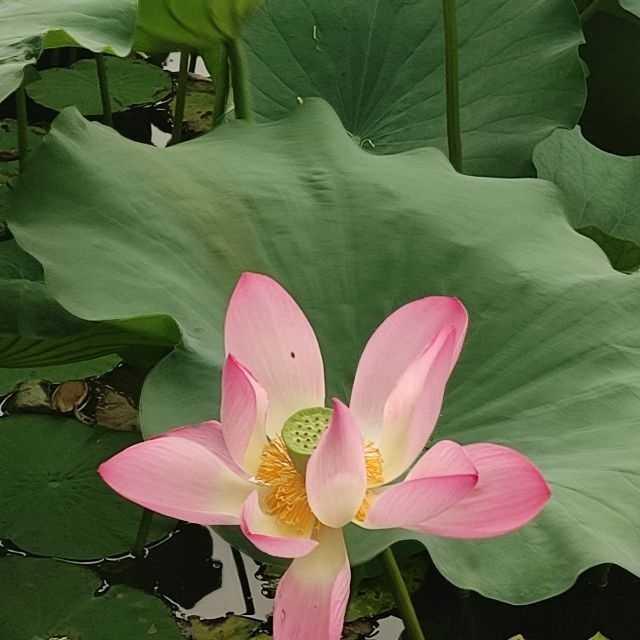 什么的荷花填空，怎么填合适的形容词（夏日的荷花）