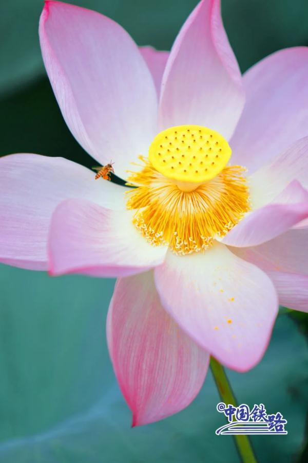 窗外风景  朋友圈背景，窗外风景独好下一句（坐火车穿越村落，窗景超治愈图片）