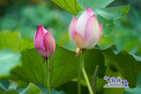 窗外风景  朋友圈背景，窗外风景独好下一句（坐火车穿越村落，窗景超治愈图片）