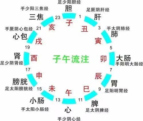 十二时辰养生对照表 时间表(12时辰养生一24小时对照表)