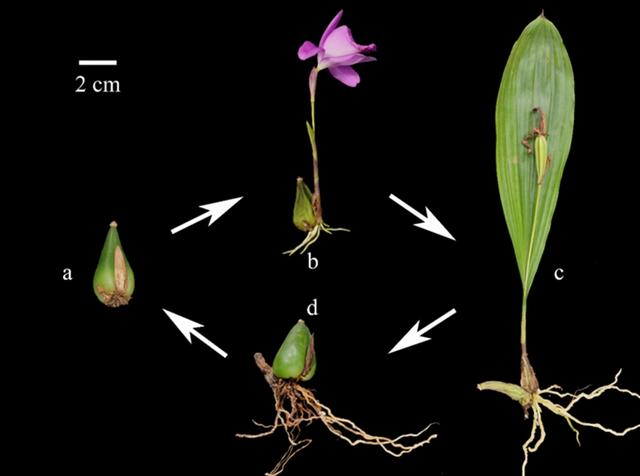 2021年,独蒜兰全属被列入《国家重点保护野生植物名录》,虽然独蒜兰