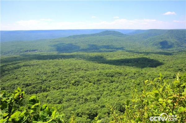 12月12号是什么节日，农历12月12日是什么节日（旗舰物种保护背后的行动力量）