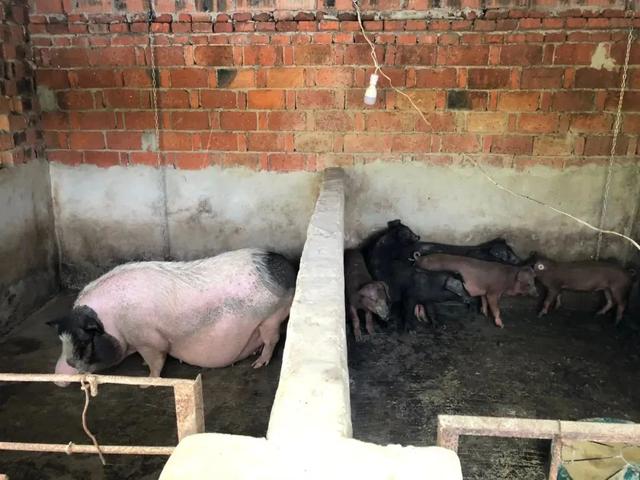 小猪仔图片，小猪仔（小猪仔保住了！）