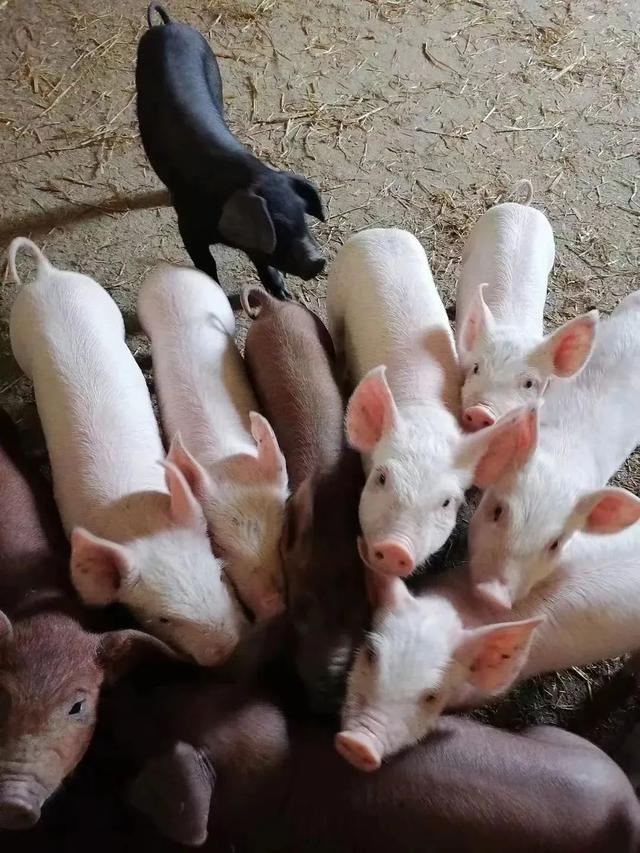 小猪仔图片，小猪仔（小猪仔保住了！）