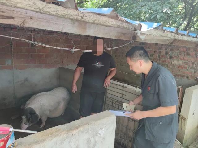 小猪仔图片，小猪仔（小猪仔保住了！）