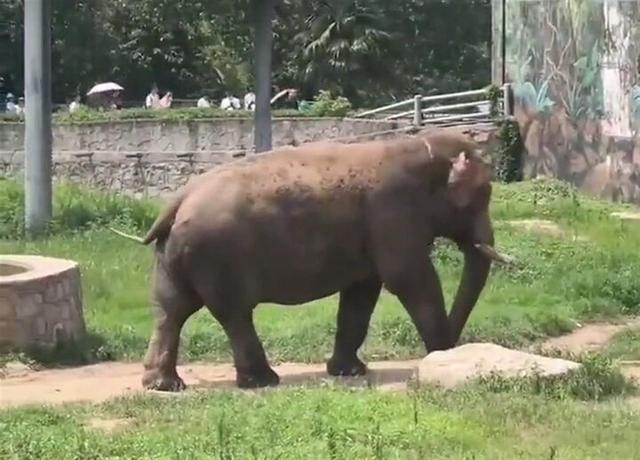 熊猫刻板行为是什么,熊猫刻板行为是什么意思(大象烈日下不停摇晃游客担心其抑郁) 熊猫刻板行为是什么,熊猫刻板行为是什么意思(大象烈日下不停摇晃游客担心其抑郁)