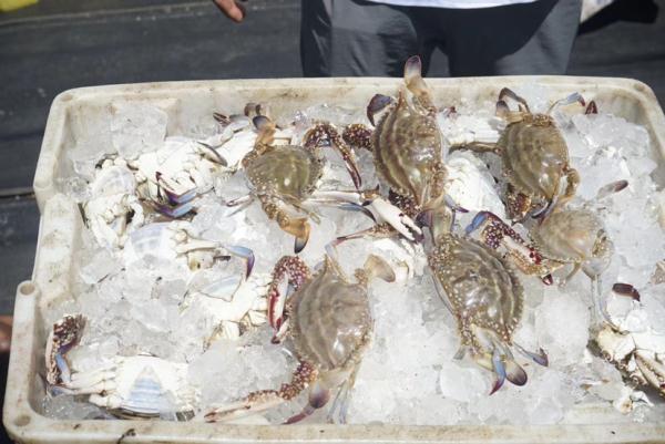 《舌鳎鱼不去皮可以吃吗》，崇明开捕后第一批“鲜味儿”上市