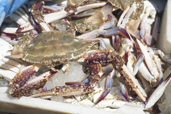 《舌鳎鱼不去皮可以吃吗》，崇明开捕后第一批“鲜味儿”上市