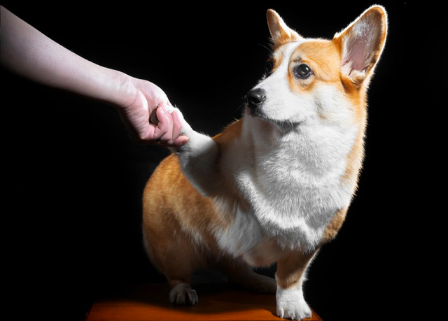 动物之间有语言吗，动物有语言吗（你的爱宠每天都在说什么）