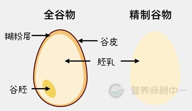 禾本科植物有哪些，禾本科有哪些植物（全谷物、粗粮、杂粮有什么区别）