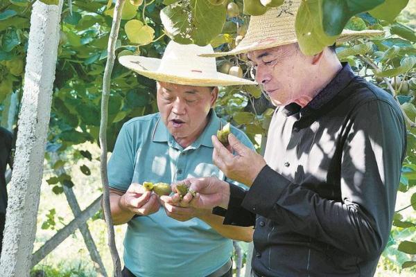 绿果是猕猴桃吗，猕猴桃和绿果有什么区别（红心猕猴桃迎来丰收季）