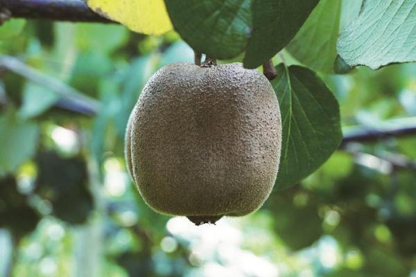 绿果是猕猴桃吗，猕猴桃和绿果有什么区别（红心猕猴桃迎来丰收季）