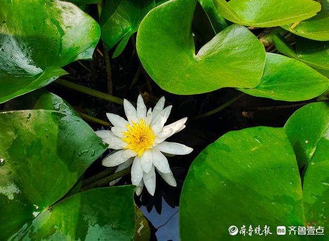 睡莲为什么称它为睡美人，睡莲被誉为什么（“花中睡美人”醒了，花儿开了）