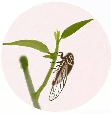 1,清风半夜鸣蝉|懂得蝉鸣,或许就懂得了生命