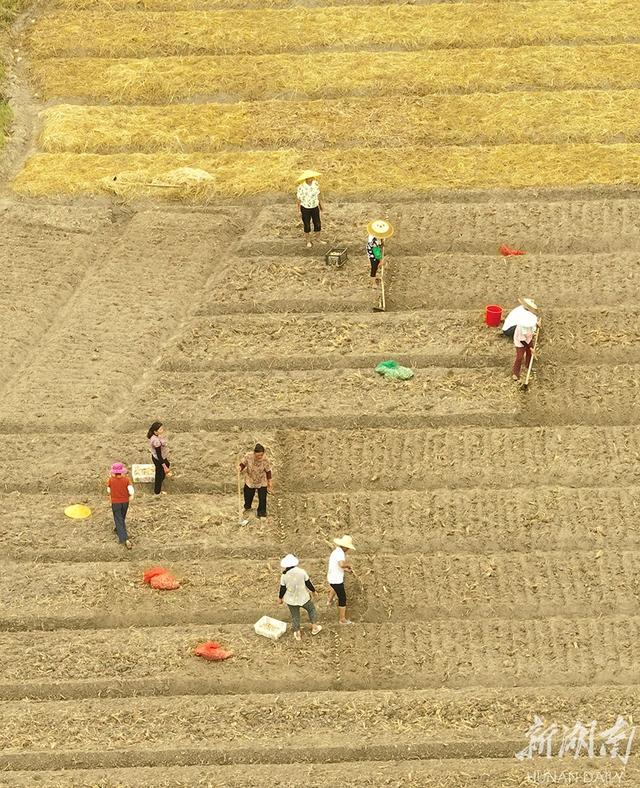 荞头，小藠头带来大“钱”景（荞头的功效作用）