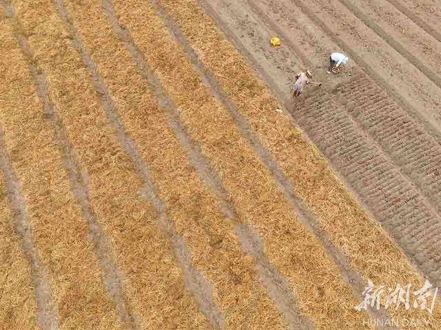 荞头，小藠头带来大“钱”景（荞头的功效作用）