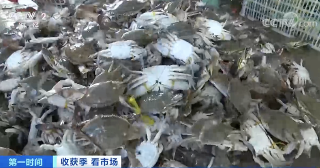 皮皮虾多少钱一斤，今日北海皮皮虾价格（螃蟹卖出“大白菜价”）