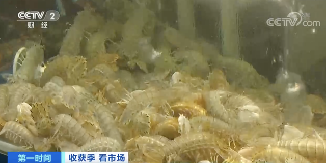 皮皮虾多少钱一斤，今日北海皮皮虾价格（螃蟹卖出“大白菜价”）
