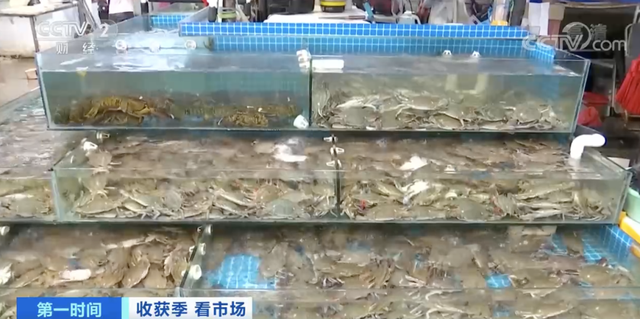 皮皮虾多少钱一斤，今日北海皮皮虾价格（螃蟹卖出“大白菜价”）