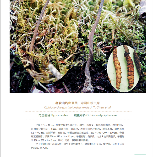 云南常见的野生食用菌大盘点，云南野生菌种类图及名（云南常见野生菌有多少）