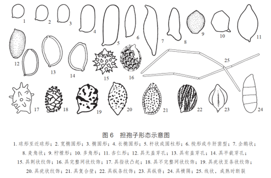 云南常见的野生食用菌大盘点，云南野生菌种类图及名（云南常见野生菌有多少）