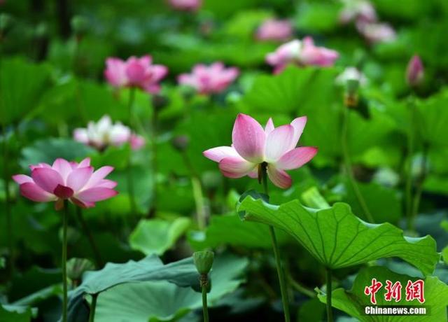 立秋美好寓意，立秋好的寓意（今日立秋丨这个秋天）