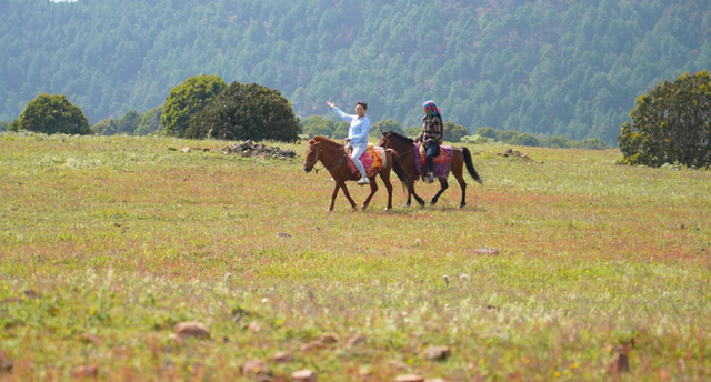 碧草如茵的意思是什么，碧草成茵是什么意思（走进“攀西秘境”格萨拉）