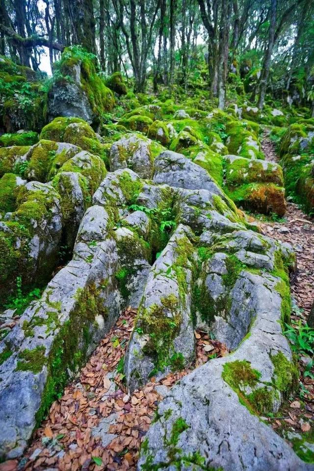 碧草如茵的意思是什么，碧草成茵是什么意思（走进“攀西秘境”格萨拉）
