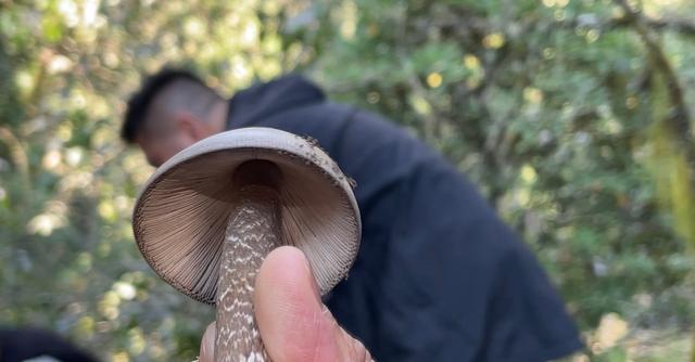 碧草如茵的意思是什么，碧草成茵是什么意思（走进“攀西秘境”格萨拉）