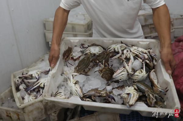 请问上海最大的海鲜市场位于哪里，请问上海最大的海鲜市场位于哪里呢（长兴横沙渔港可现场交易）