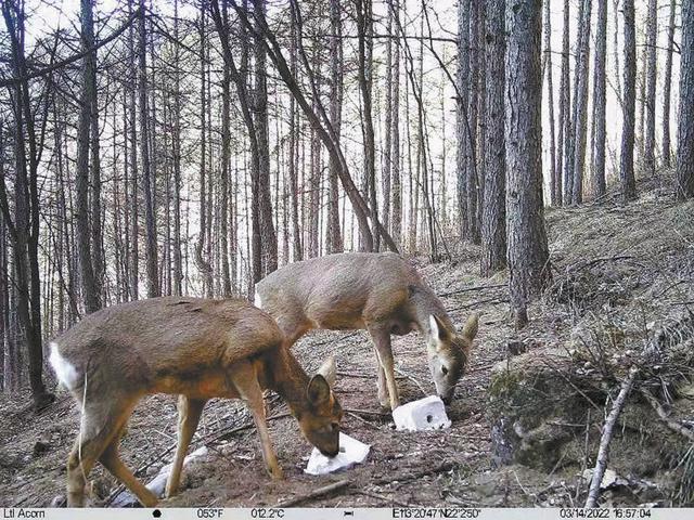 雾灵山风景区，雾灵山风景区门票（横跨京冀的雾灵山中）