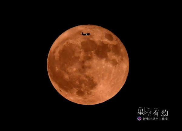 8月13日是什么星座，诡魅塔罗每日运势（大满月+流星雨要来了）