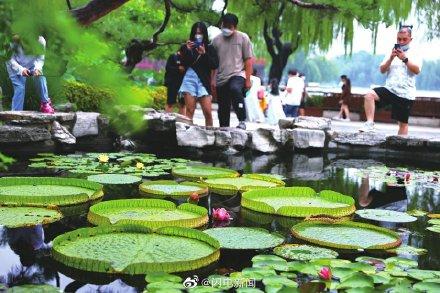 王莲是水生植物还是陆生植物，王莲有哪些特征（大明湖罕见王莲开花了）
