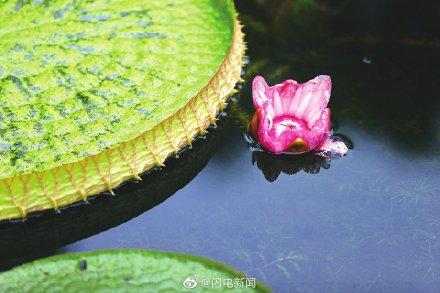 王莲是水生植物还是陆生植物，王莲有哪些特征（大明湖罕见王莲开花了）