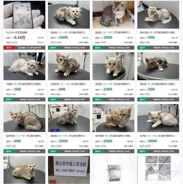 曼基康猫多少钱一只，曼基康猫大概多少钱一只（曼基康猫的优缺点）