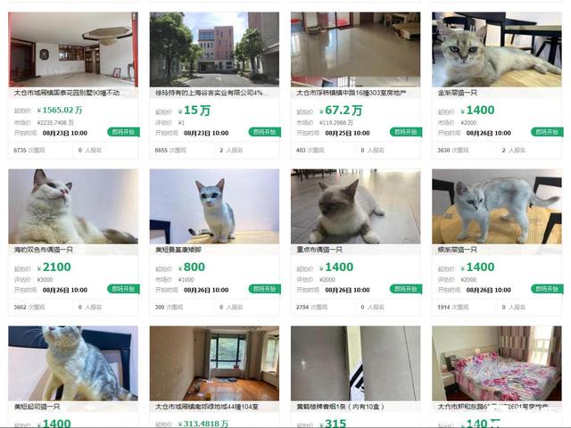 曼基康猫多少钱一只，曼基康猫大概多少钱一只（曼基康猫的优缺点）