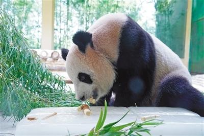 杭州野生动物世界公园卡可以用吗，杭州野生动物园市民卡（“桑拿模式”下看动物如何花式避暑降温）