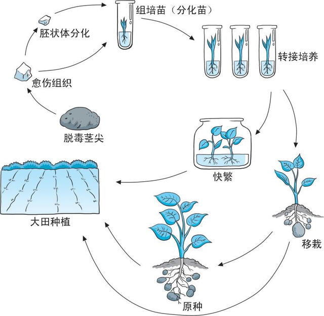 脱毒苗是什么意思，脱毒马铃薯是怎样产生的