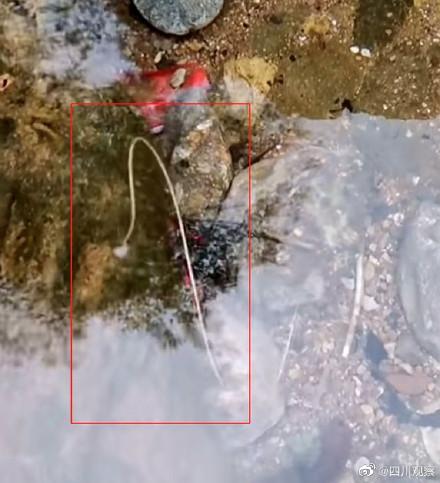 螳螂吃什么，四川疑现数米长龙线虫引网友担心（螳螂吃什么虫子）